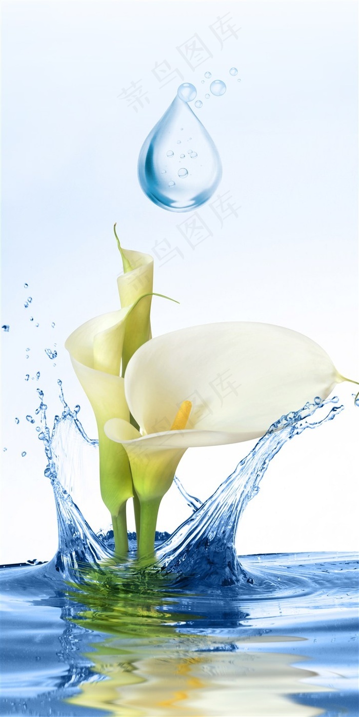 水中的百合花马蹄莲水滴水珠玄关过道背景 菜鸟图库 水中的百合花马蹄莲水滴水珠玄关过道背景 菜鸟图库