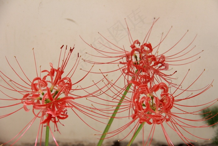 红色彼岸花图片 菜鸟图库