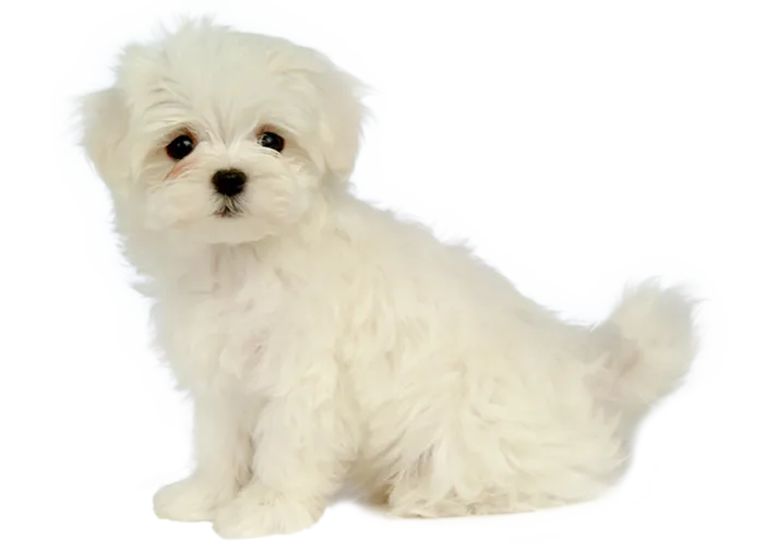 白色小狗可爱