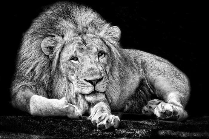 坐着的狮子图片