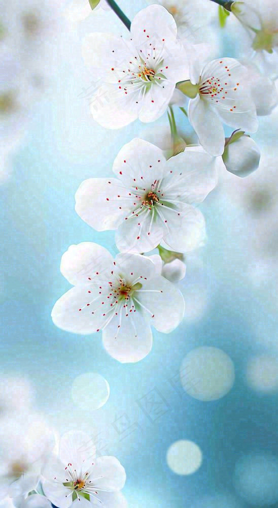 蓝色浪漫白色樱花花朵枝叶，立春惊蛰春分摄影图