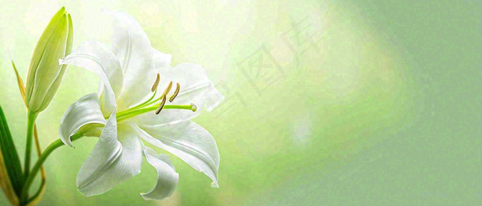 白色鲜花百合花鲜花意境简约，教师节淡雅摄影图