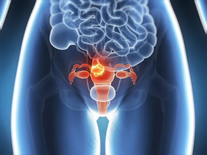 人体器官女性阴道解剖图