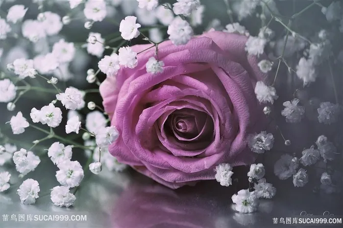 超高清唯美满天星粉玫瑰鲜花图片