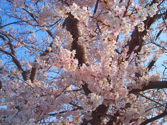 春天樱花树开花图片