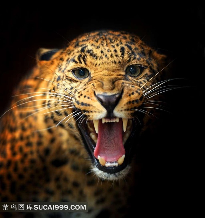 嘶吼的猎豹图片