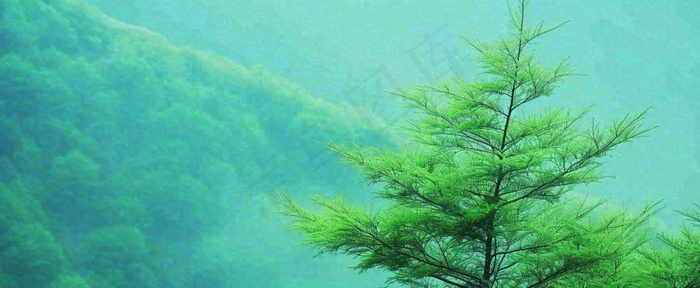 绿色树冠，绿色森林山脉，春天摄影图