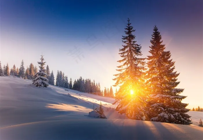 美丽的雪山杉树景色风景图片