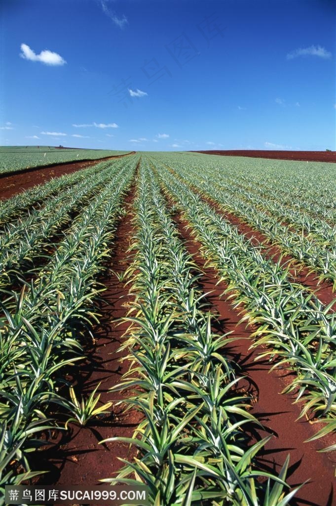 农作物-蓝天白云下的菠萝地 - 菜鸟图库