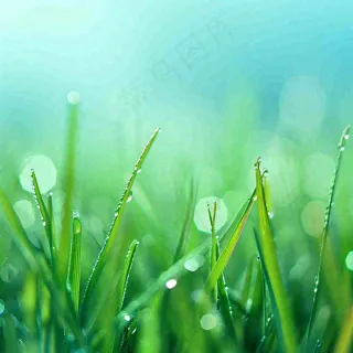 春天草地绿芽雨水露珠阳光，春分谷雨雨水白露摄影图