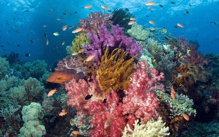 海洋海底珊瑚海水鱼