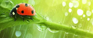 春天雨水叶子绿叶上的七星瓢虫，虫类，谷雨春分摄影图