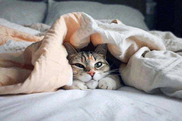 被窝里睡觉的猫猫，可爱的动物摄影图