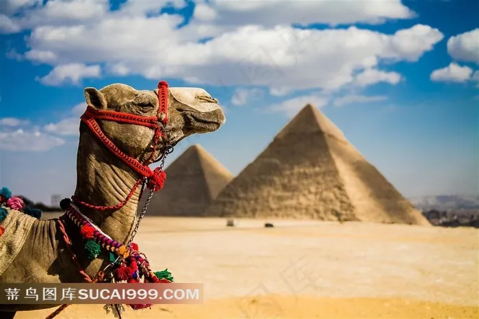 沙漠骆驼与埃及金字塔图片