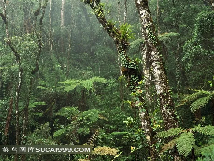 热带雨林里的薄雾和蕨类植物