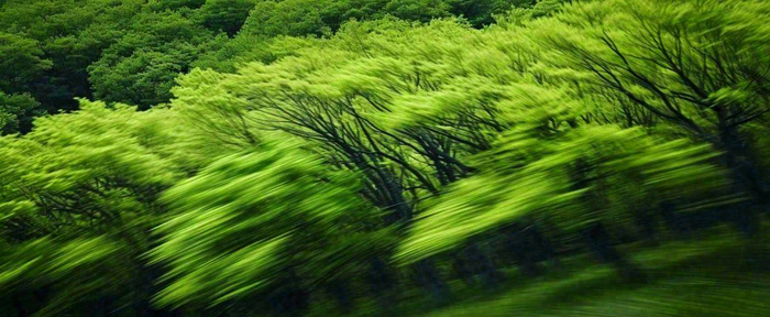 绿色树木虚幻树林摄影图