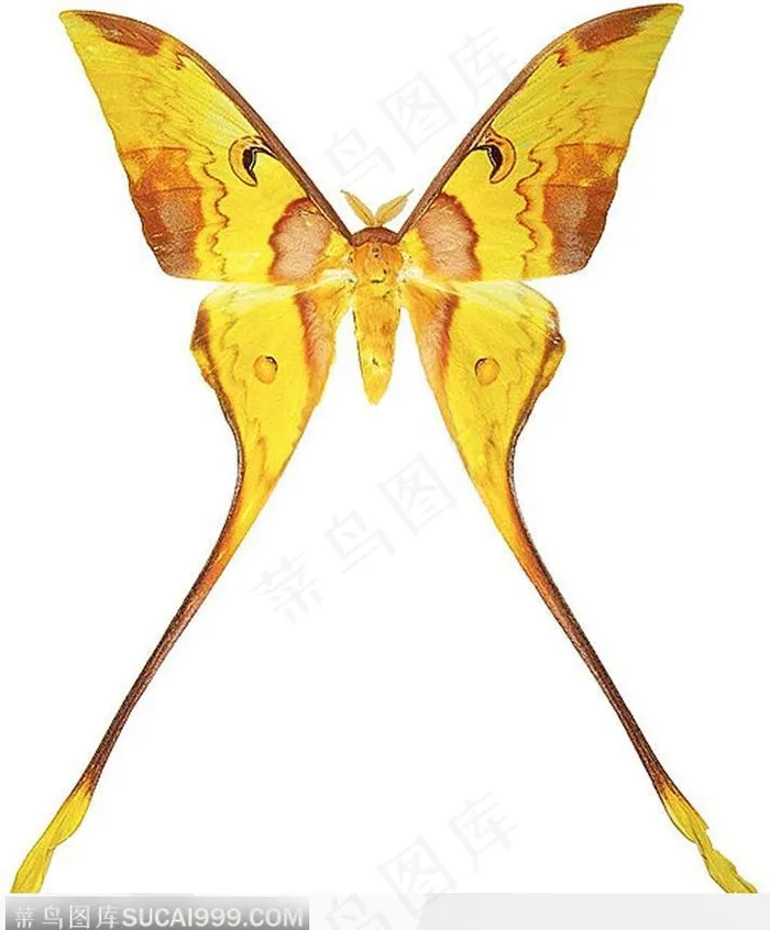 蝴蝶标本（黄色蝴蝶）
