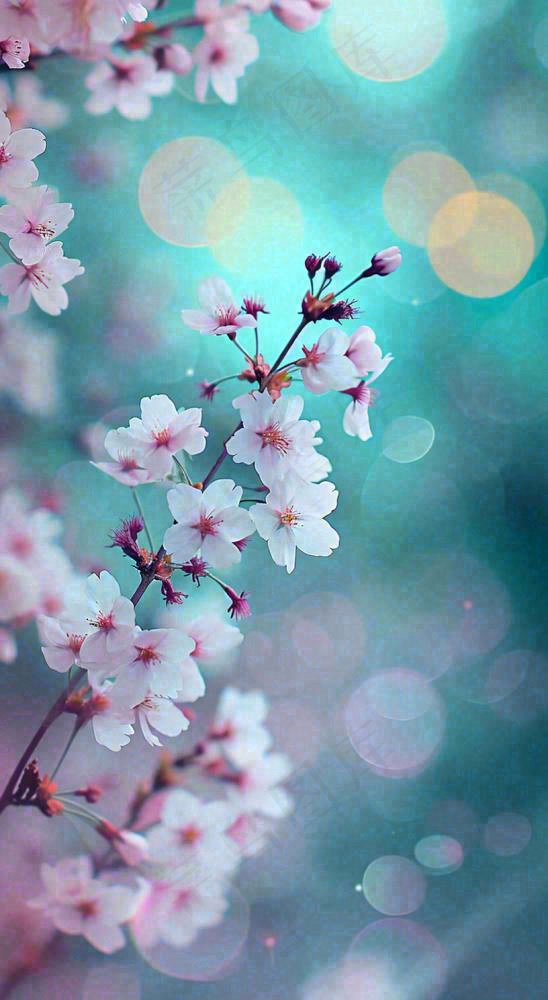 春天枝条上开满花朵，春分摄影图