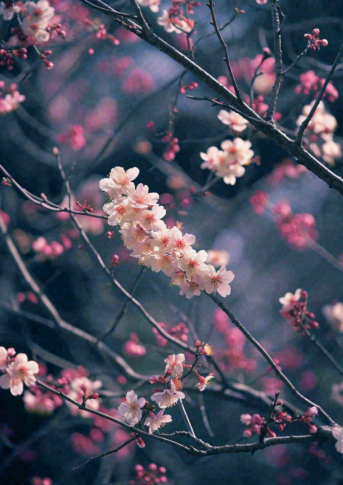 冬天浪漫白色花朵枝叶，冬季植物大雪小雪冬至新春摄影图