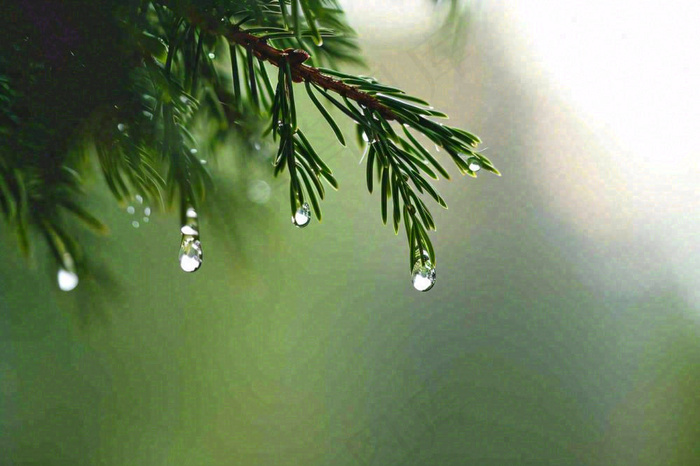 绿色树林里面下雨过后的松枝挂着水滴摄影图