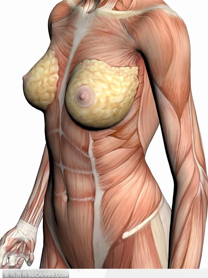 人体肌肉骨骼-倾斜身子的女性