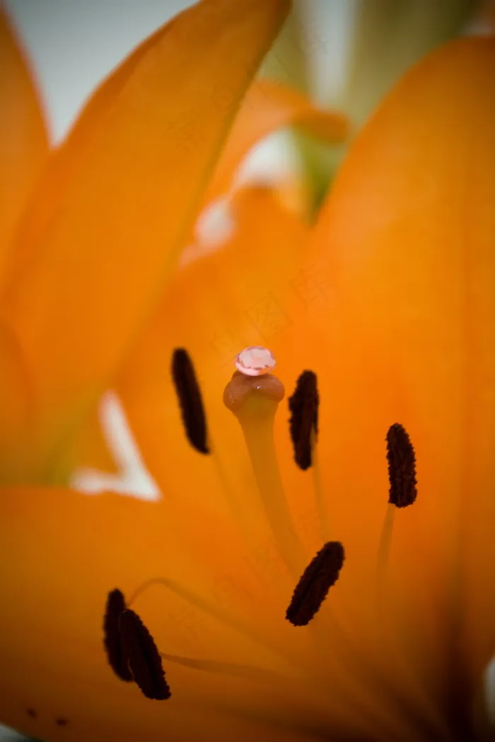 百合花花蕊图片