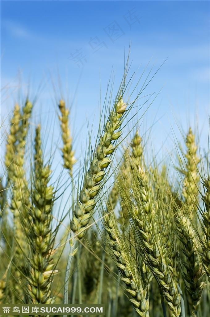 农作物未成熟的麦穗特写