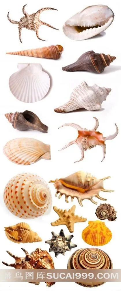 多种海螺高清图片素材