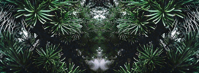 绿色绿植枝叶镜像镜头，新鲜生命力摄影图