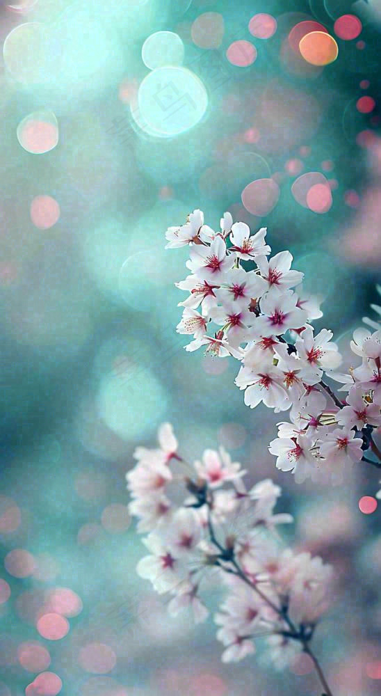 春天枝条上开满花朵，春分摄影图