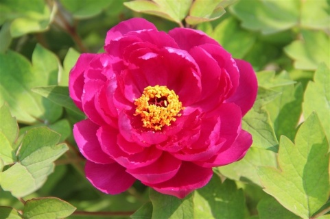 牡丹小乱花图片