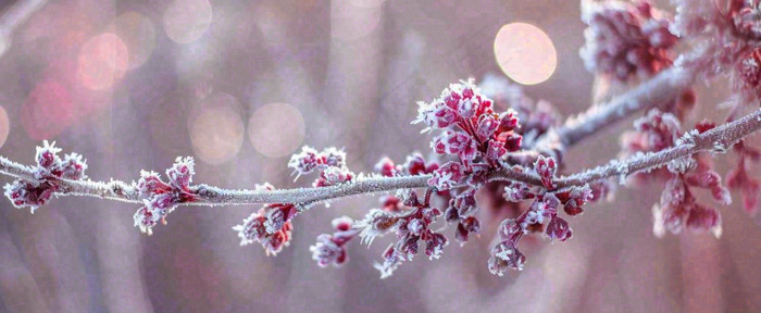 冬天冬季树枝雪景唯美浪漫大雪小雪结冰摄影图