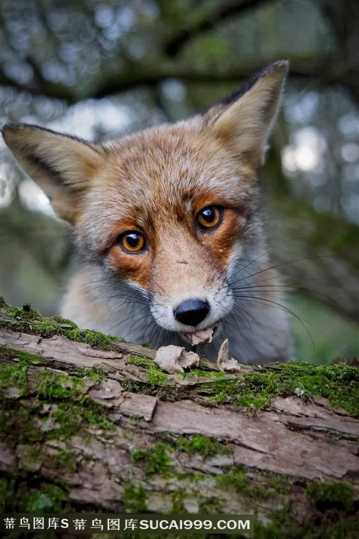 高清吃树上食物的野生狐狸图片动物大全