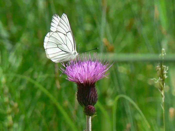 白蝴蝶和花朵图片