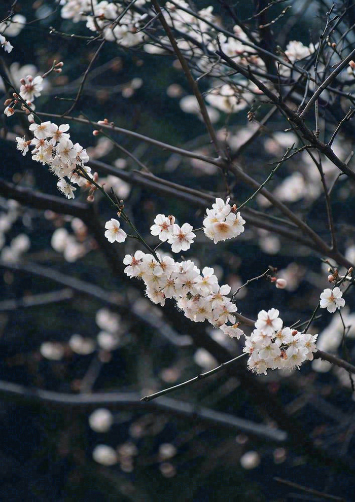 冬天浪漫白色花朵枝叶，冬季植物大雪小雪冬至新春摄影图