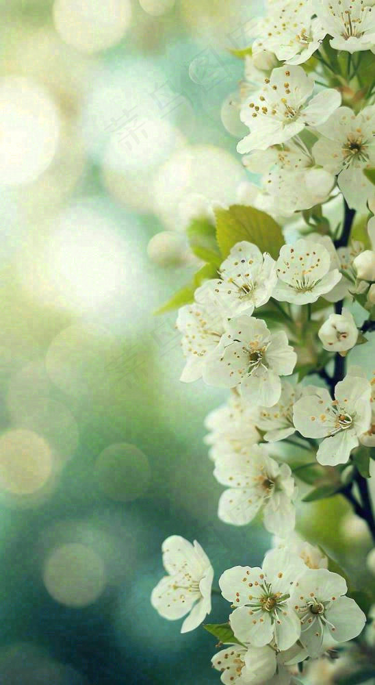 春天白色的樱花花朵和嫩芽开满枝头立春，春分摄影图