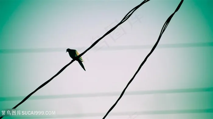 电线小鸟风景画壁纸