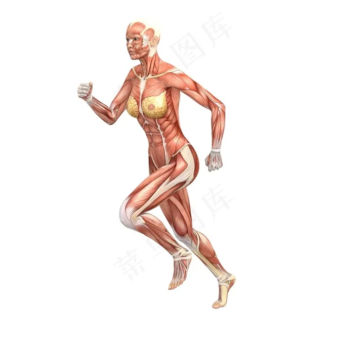跑步中女性人体肌肉图片人体器官图