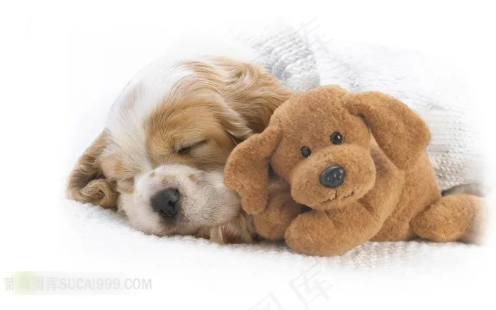睡着的小狗与毛绒玩具熊素材