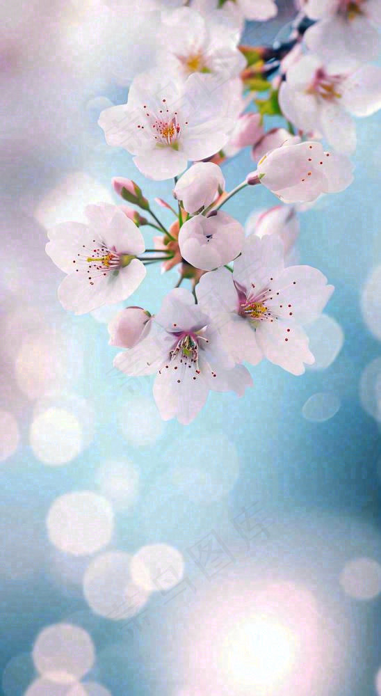 春天清新白色鲜花树枝，文艺新鲜浪漫摄影图