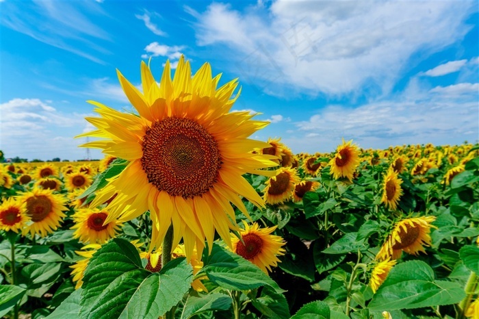 蓝天下向日葵花海鲜花图片