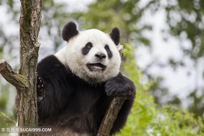 爬树上的大熊猫图片