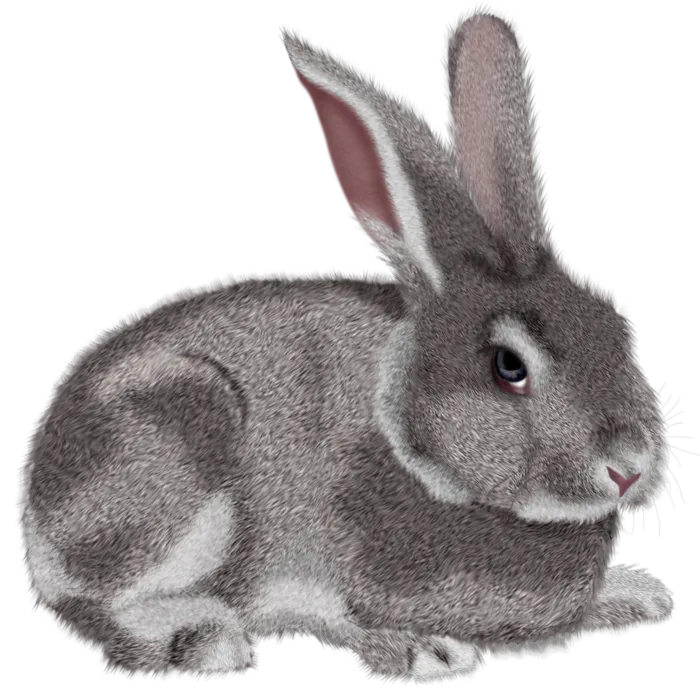 灰兔子兔年