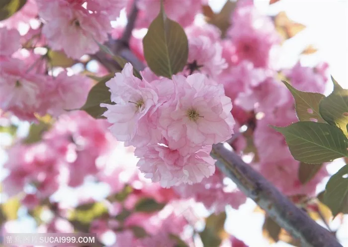 花海世界-树枝上漂亮的粉色樱花