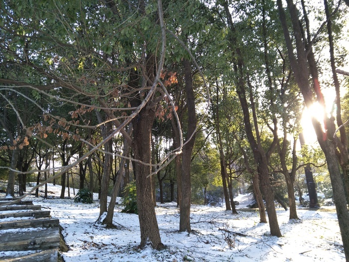 雪后的景色 菜鸟图库