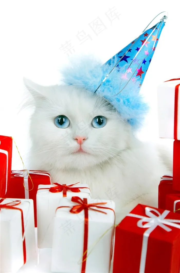 戴生日帽的白猫咪图片