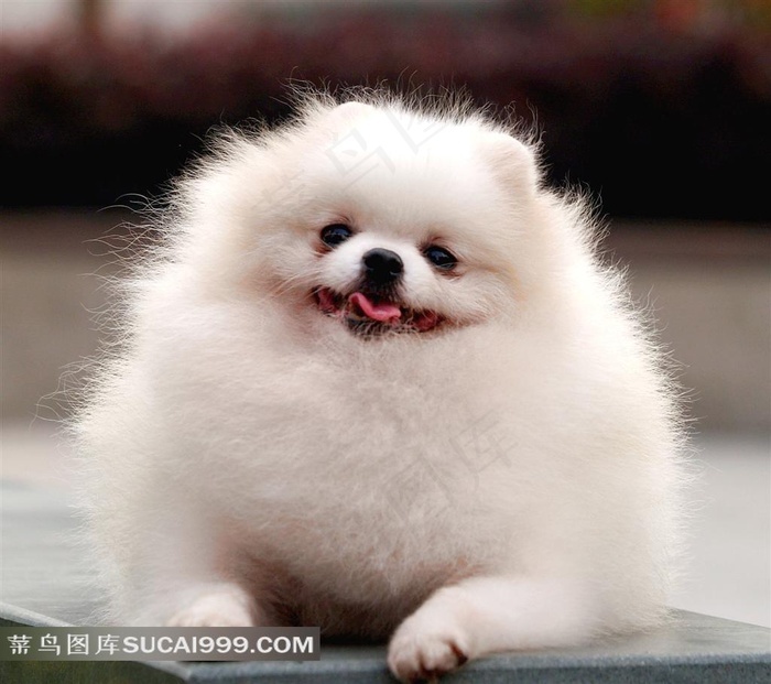 白色博美犬正面可爱写真图片 菜鸟图库