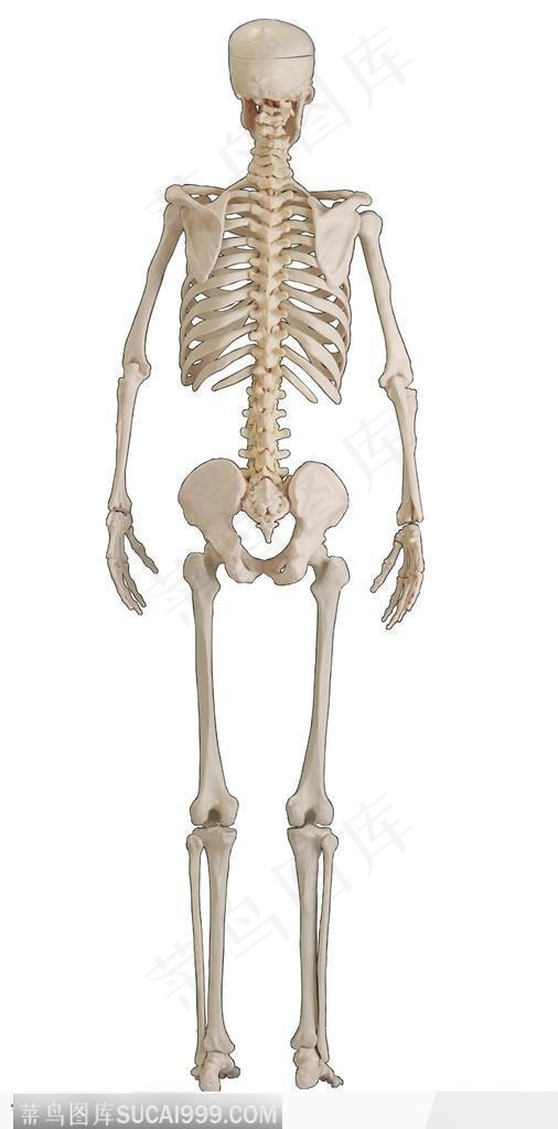 人体器官模型-人体骨骼背面