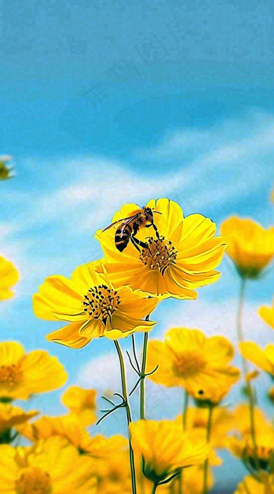 清新春天蓝天花丛黄色小花朵蜜蜂，春分摄影图