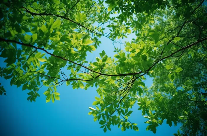 绿色的树枝和蓝天的照片风格摄影图桌面壁纸